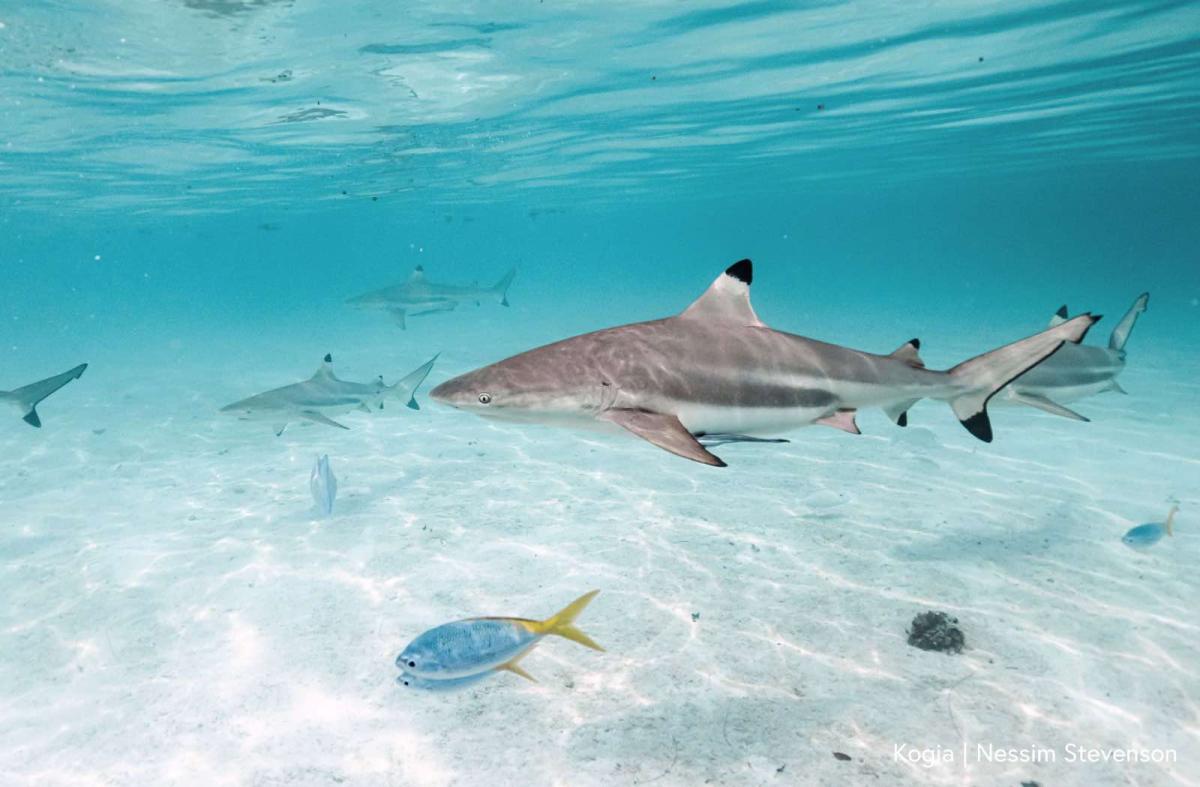 Sharks and fish swim in turquoise waters above glistening white sand