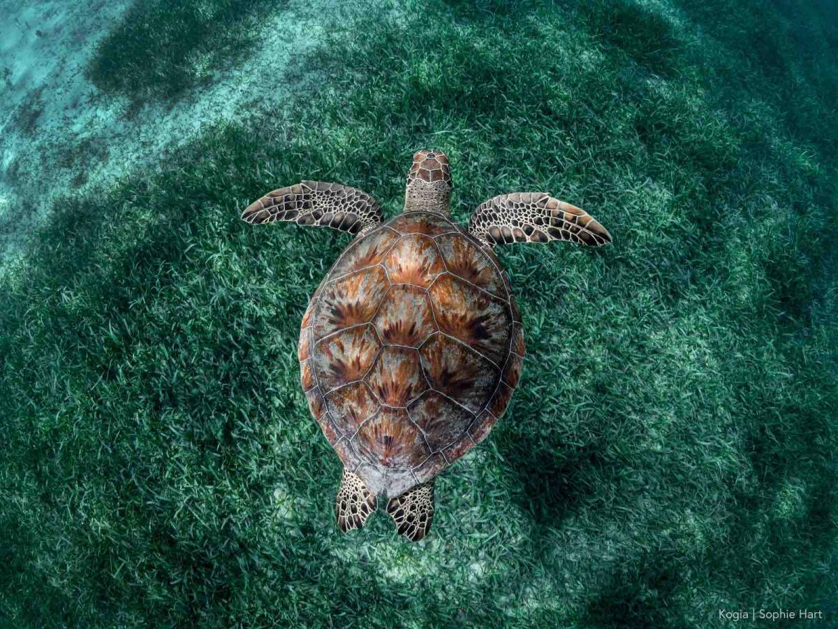 A green turtle swimming over seagrass in Puerto Rico.