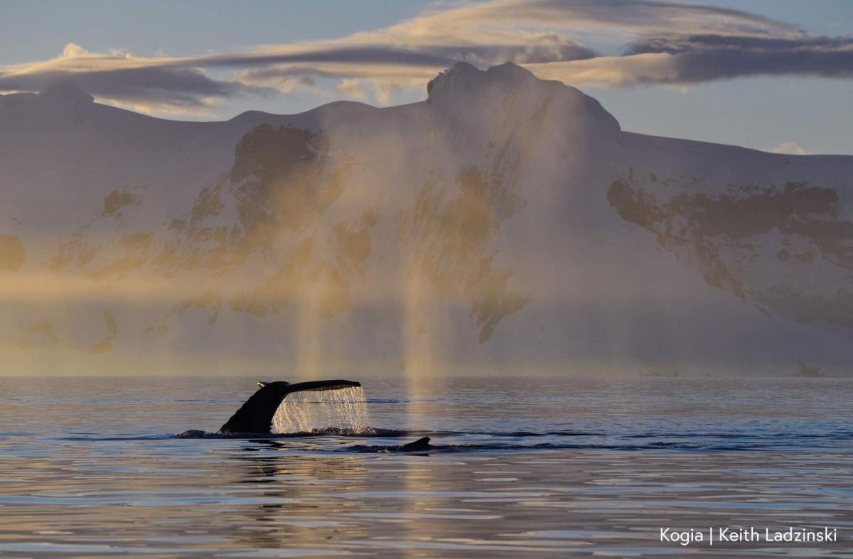 A whale tale emerges from the surface of the water, with a massive mountain of ice in the background