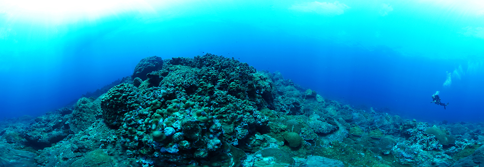 Une photo sous-marine panoramique de coraux sains recouvrant un récif