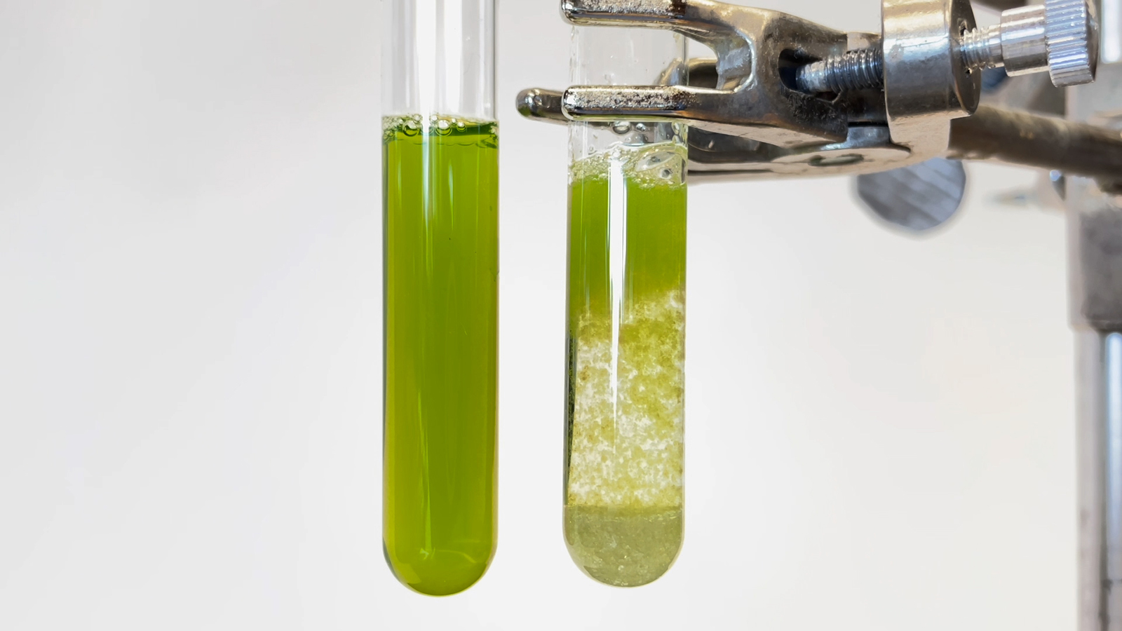 Two test tubes, one full of green liquid and the other full of liquid with green particles floating on top and clear liquid below