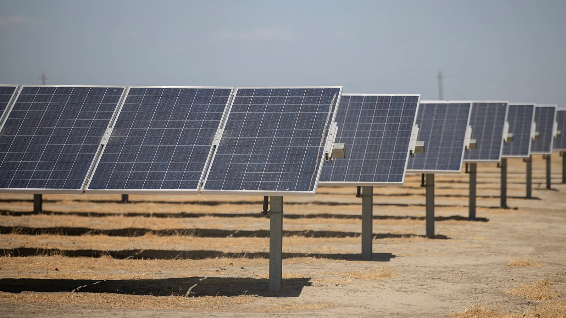 Several rows of black solar panels stretch over a yellow field.