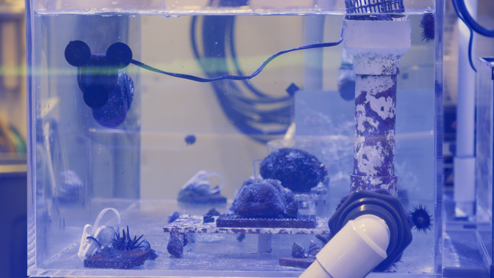 un réservoir bleu avec des coraux ronds qui y poussent