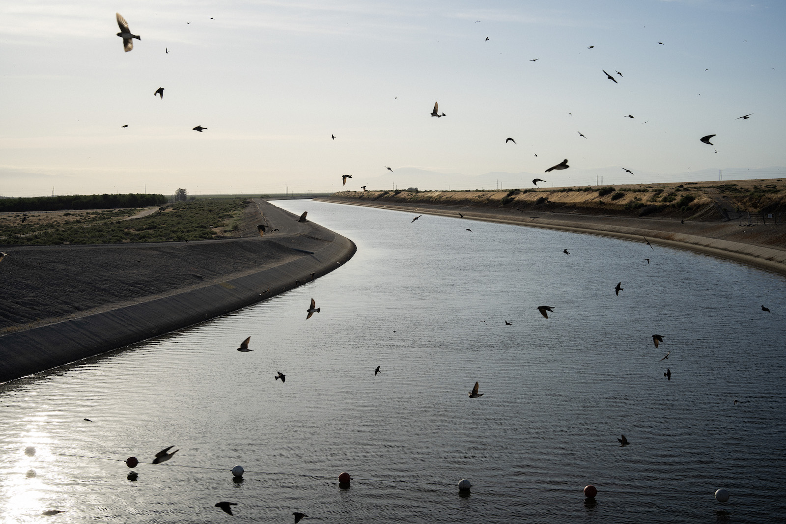 birds fly over a swath of water with land
