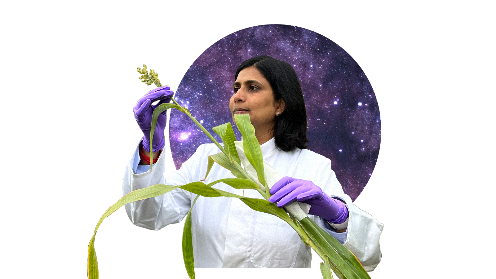 A collage of a woman in purple nitrile gloves holding a long plant stalk. In the background there is a circle with stars and space