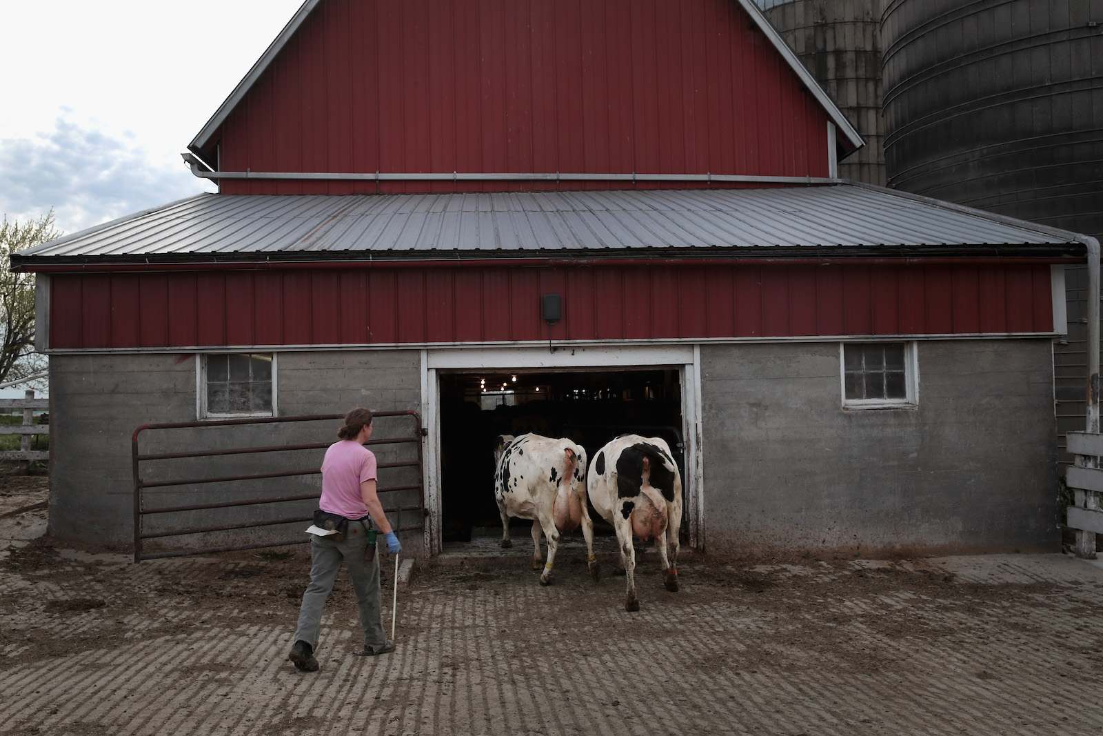 A woman herds cows inside a red barn