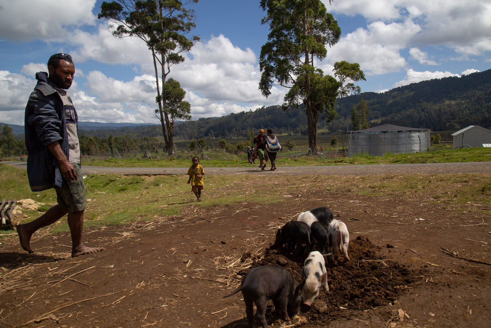 A man walks by pigs in a mountain area