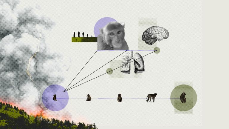 A collage of monekys, wildfire smoke, and lines connecting brains and lungs