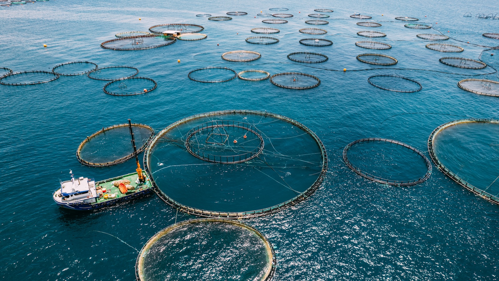 A ship approaches several large ring-like structures used for fish farming in the middle of a blue body of water