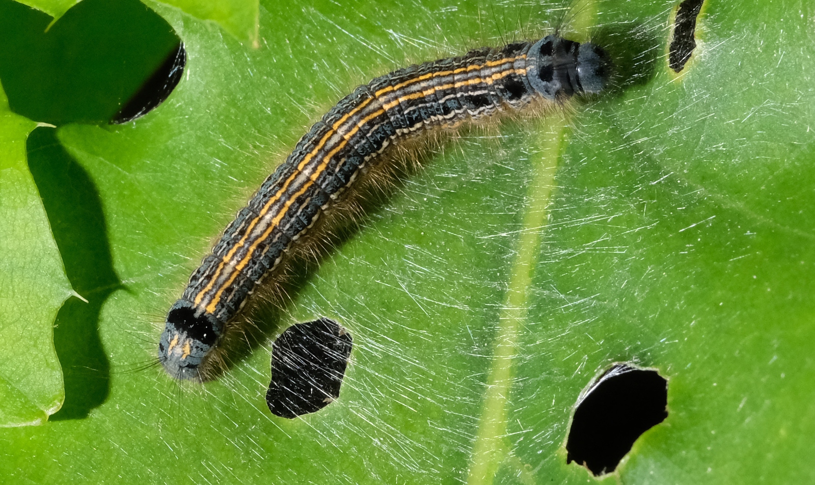 A dark brown and blue speckled caterpillar sits on a green leaf that has been chewed several times