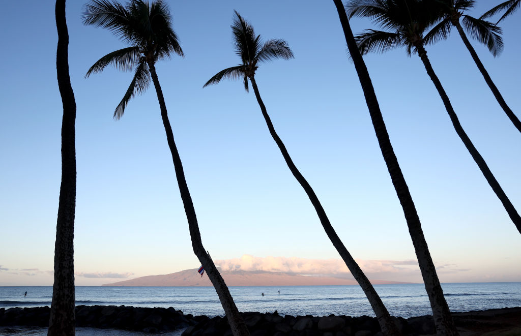 Palm tree silhouettes on a beach