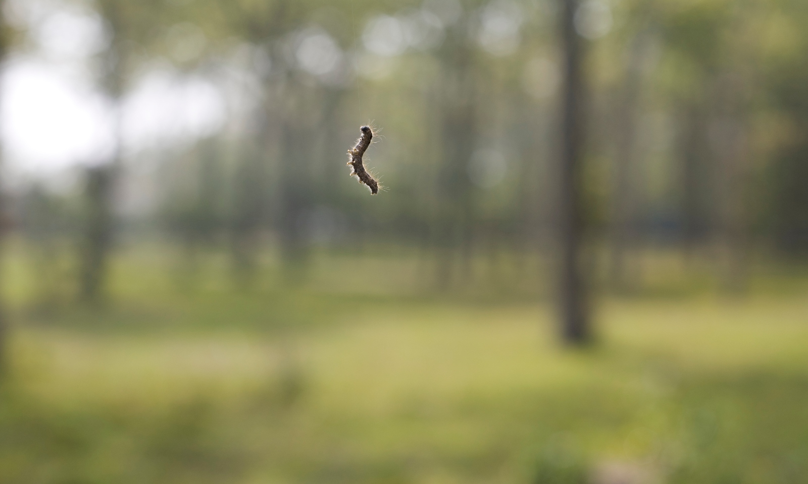 A fuzzy caterpillar hangs by a silken thread on a green wooded backdrop