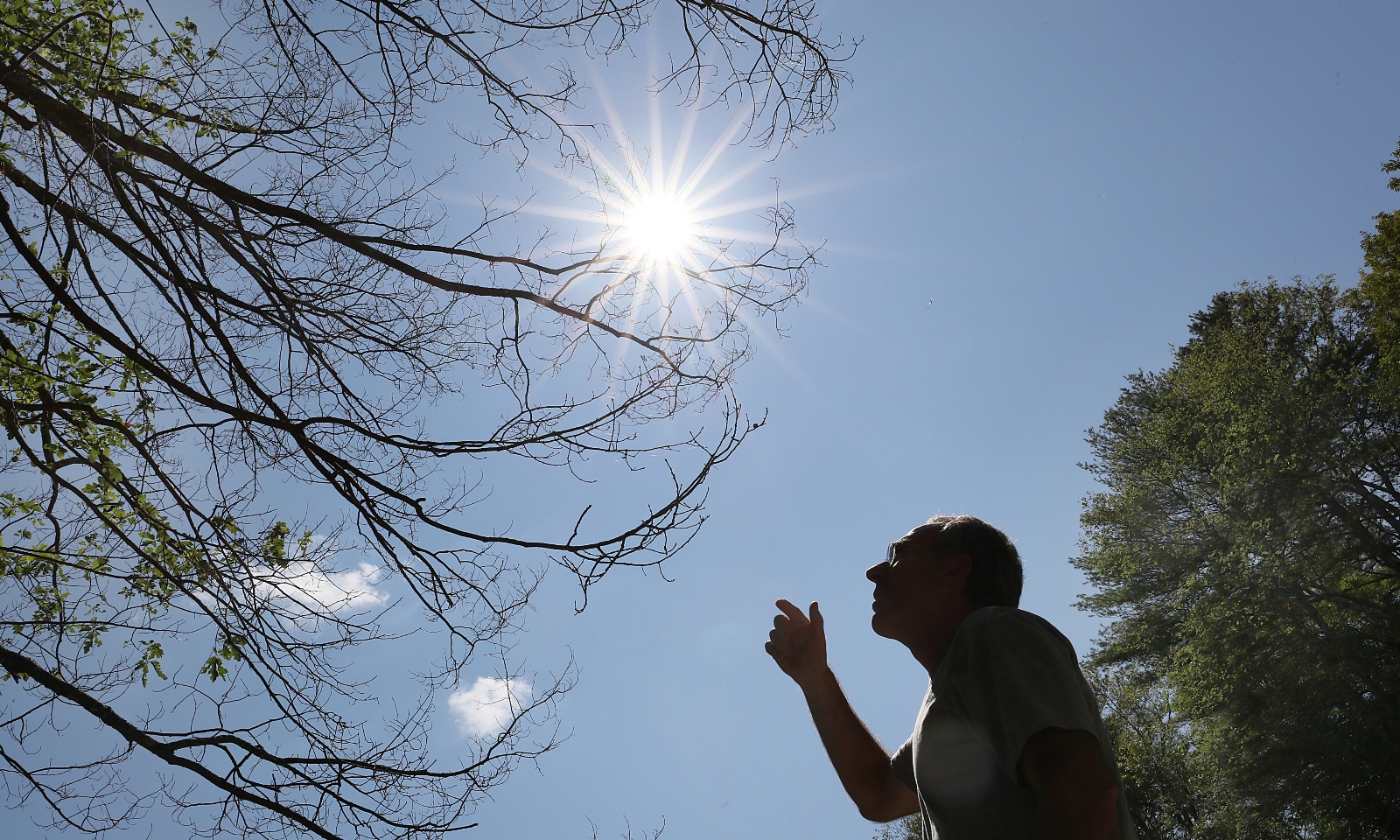 The sun shines against a blue sky as a man looks up at a tree that is barren of leaves at its tips.