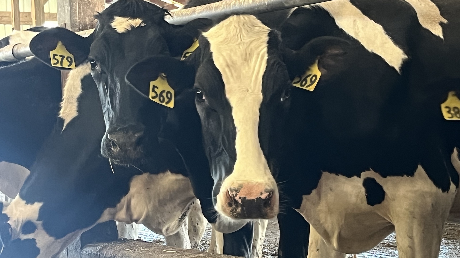 Close-up of four black-and-white cows in the interior of a barn.