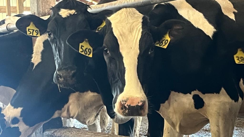 Close-up of four black-and-white cows in the interior of a barn.