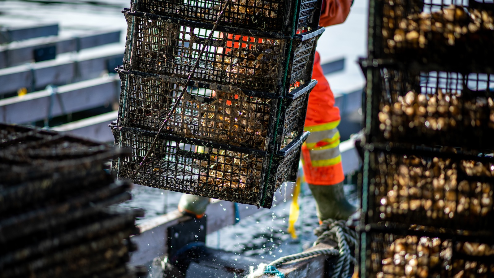 A fisherman, wearing reflective gear and visible from the waist down, lifts several crates containing oysters