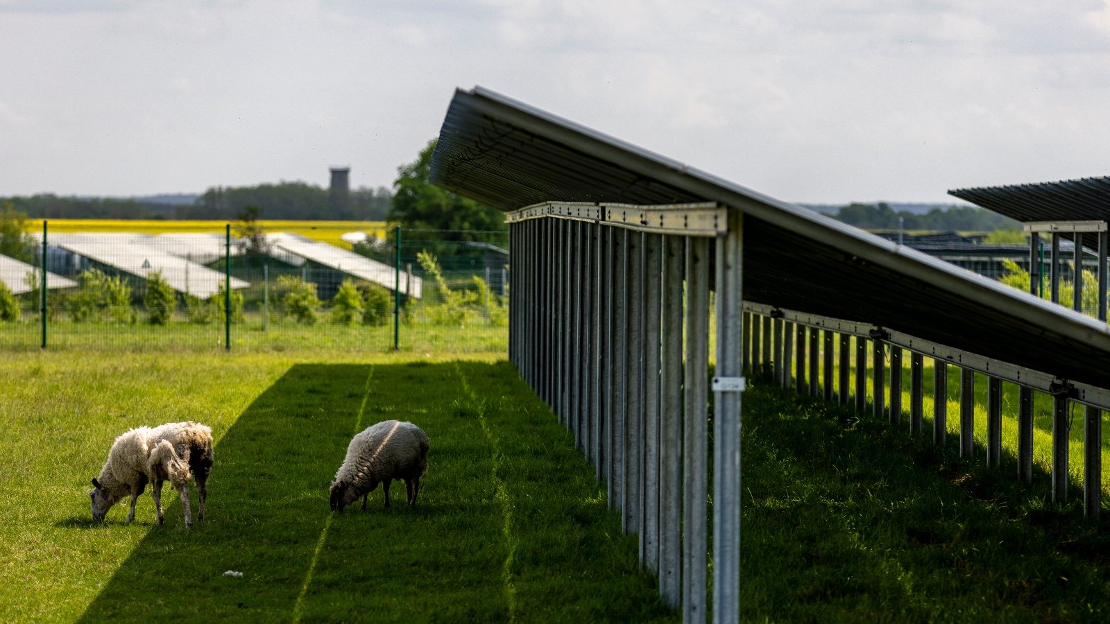 Les agriculteurs qui font paître leurs moutons sous des panneaux solaires affirment que cela améliore leur productivité.  Alors pourquoi ne pas le faire davantage ?