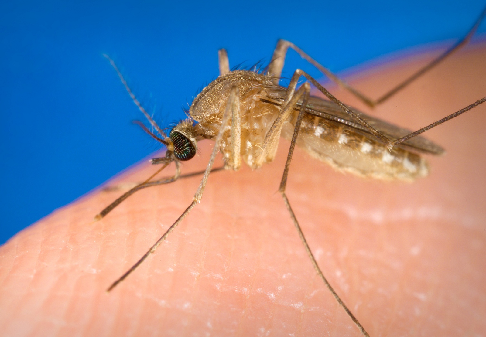 A close-up of a mosquito on a human fingertip