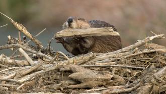 Beavers Are Back In The Tule River Tribe Of California 