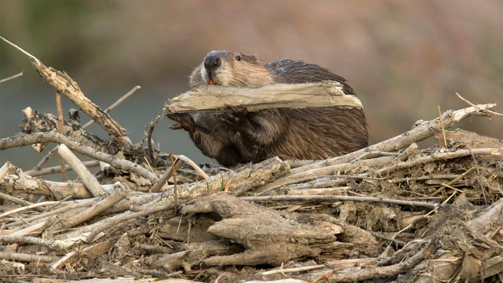 A beaver sitting on top of a pile of branches, holding a piece of wood up to its mouth