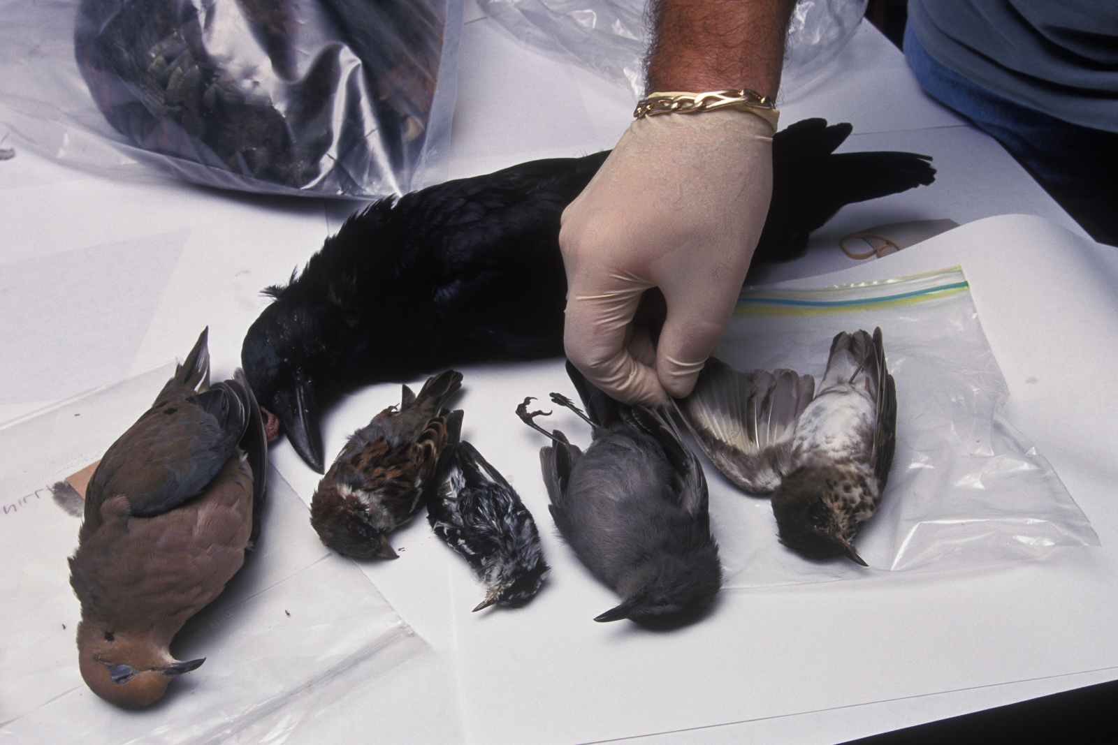 A scientist wearing a latex glove examines six dead birds suspected of dying of the West Nile virus