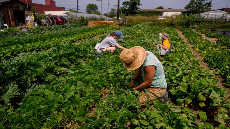 Several people harvest beans in a field.