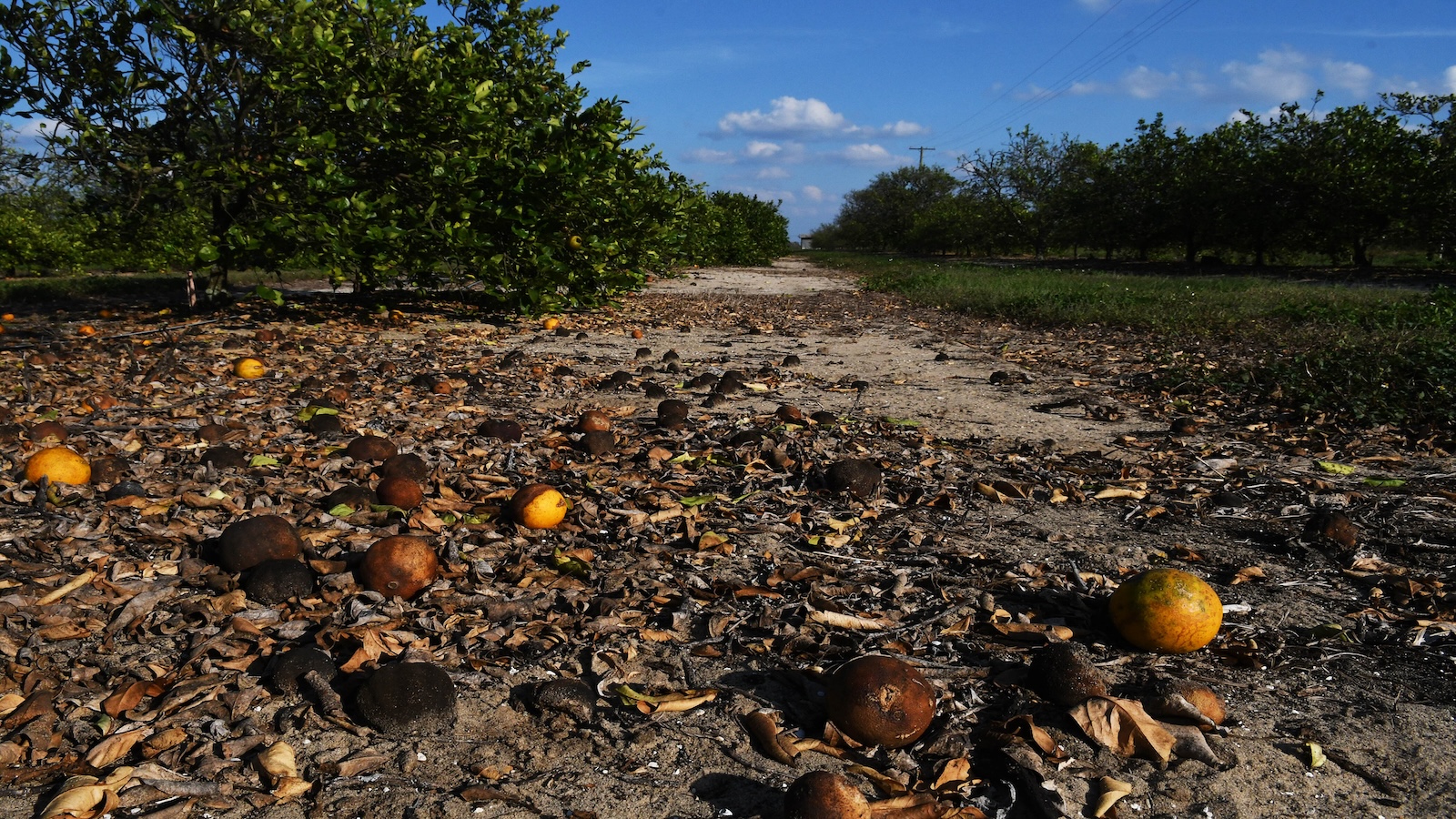 Oranges lay scattered on the ground in a grove
