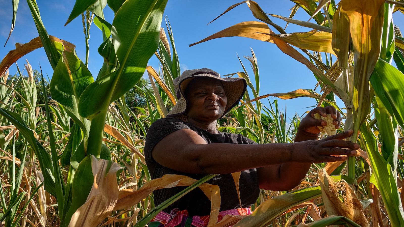 A woman farmer in Zimbabwe in a field of wilting crops