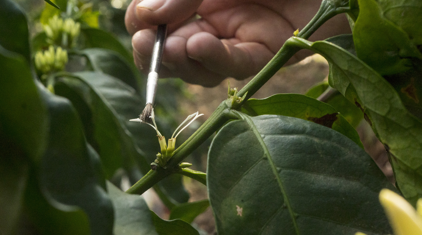 A close-up of a hand brushing a paintbrush against small white protuberances sprouting out of a lush green branch
