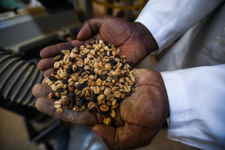 hands hold dried coffee beans