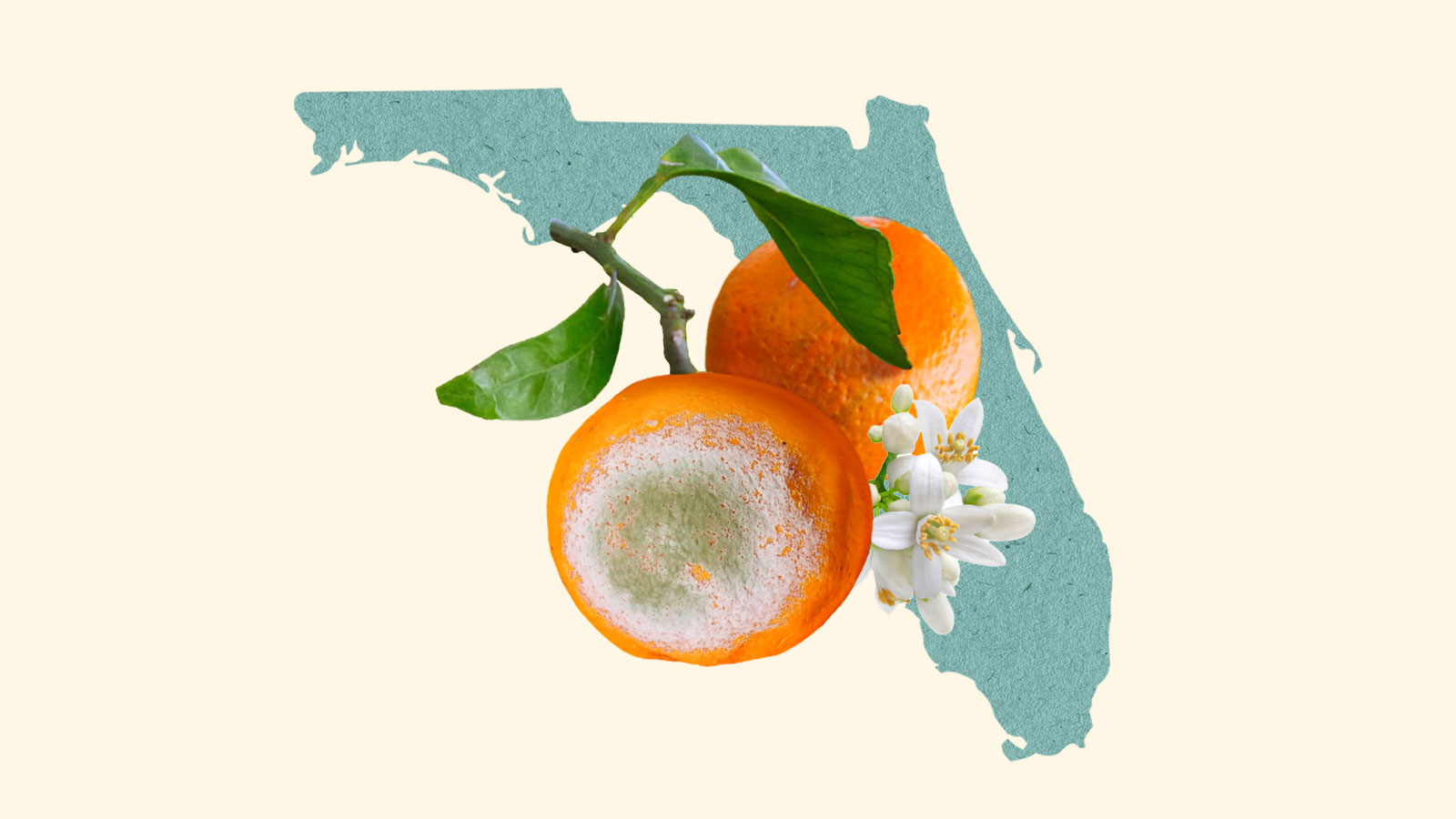 florida silhouette with two oranges on top, one with mold