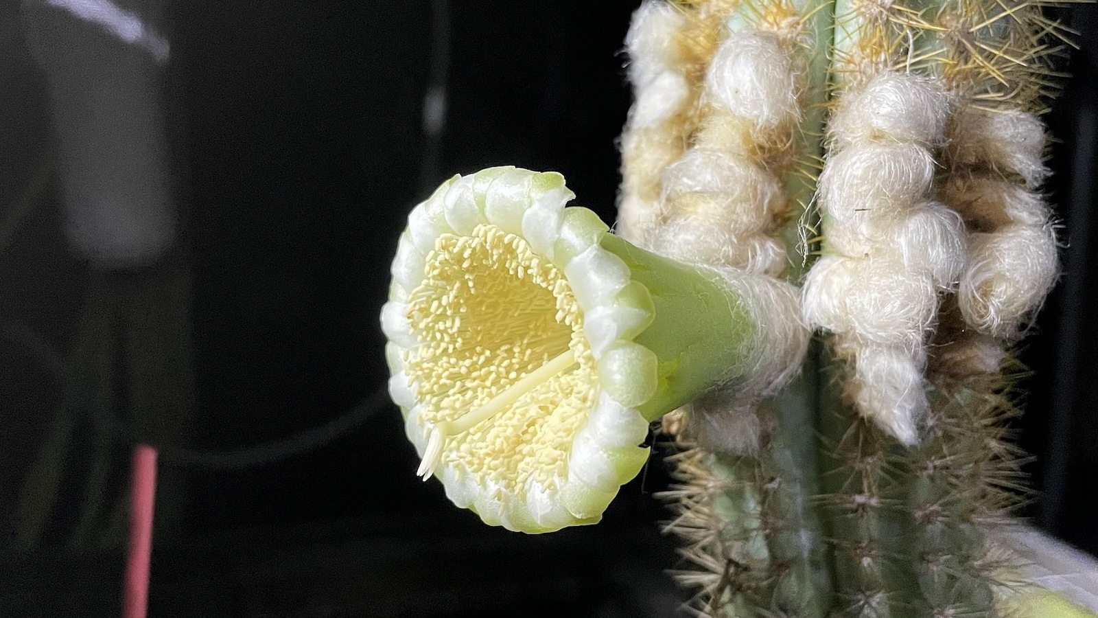 The white and yellow flower of a Key Largo cactus is seen in full bloom. The plant is the first species in the U.S. driven to extinction by sea level rise.