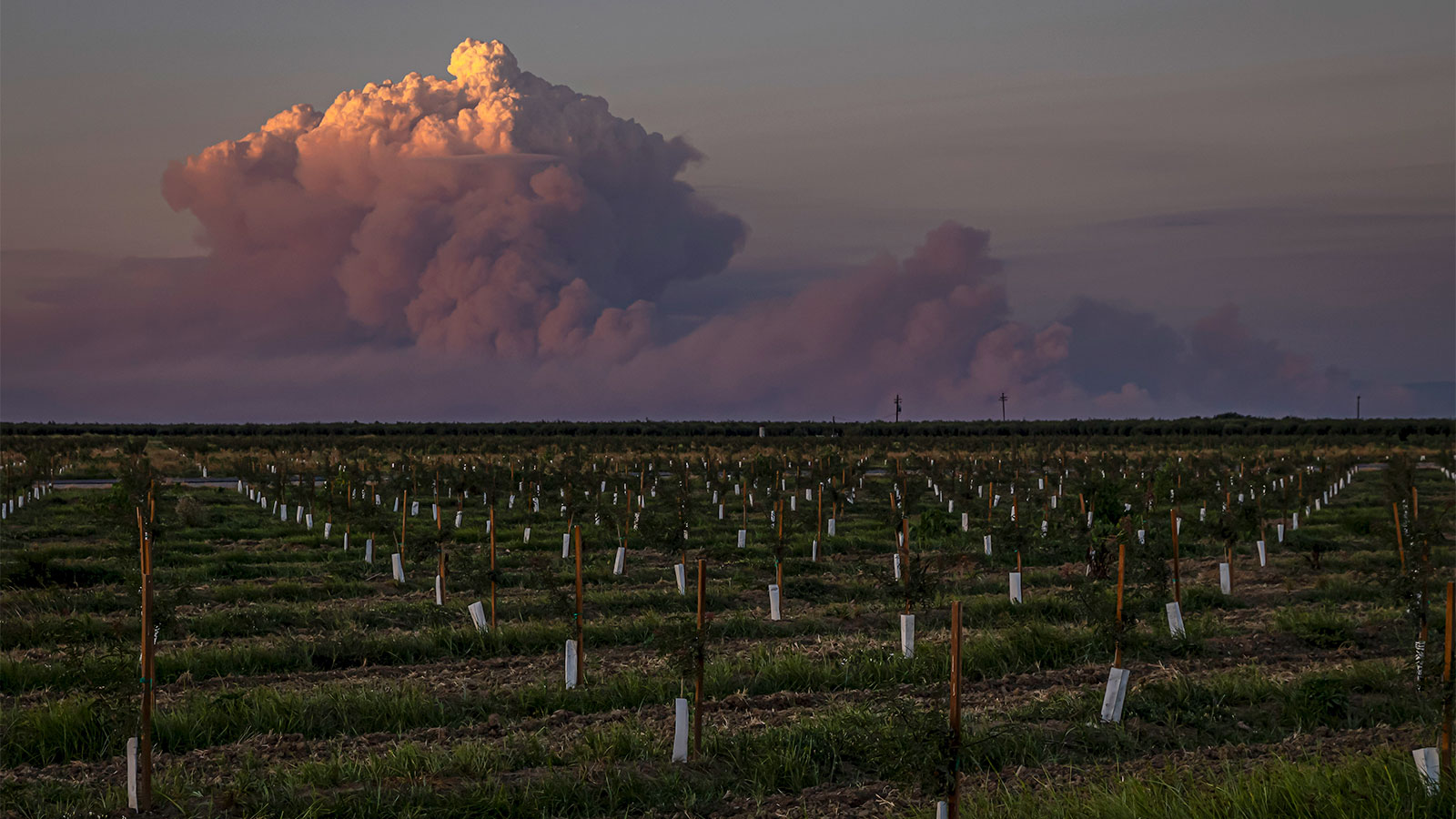 A pyrocumulonimbus cloud of wildfire smoke rising above an orchard of immature trees