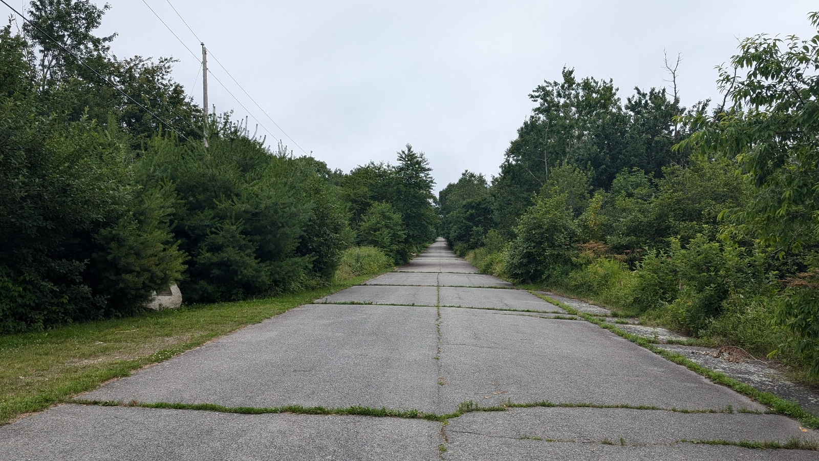 A cracked asphalt road bisects a green forest.
