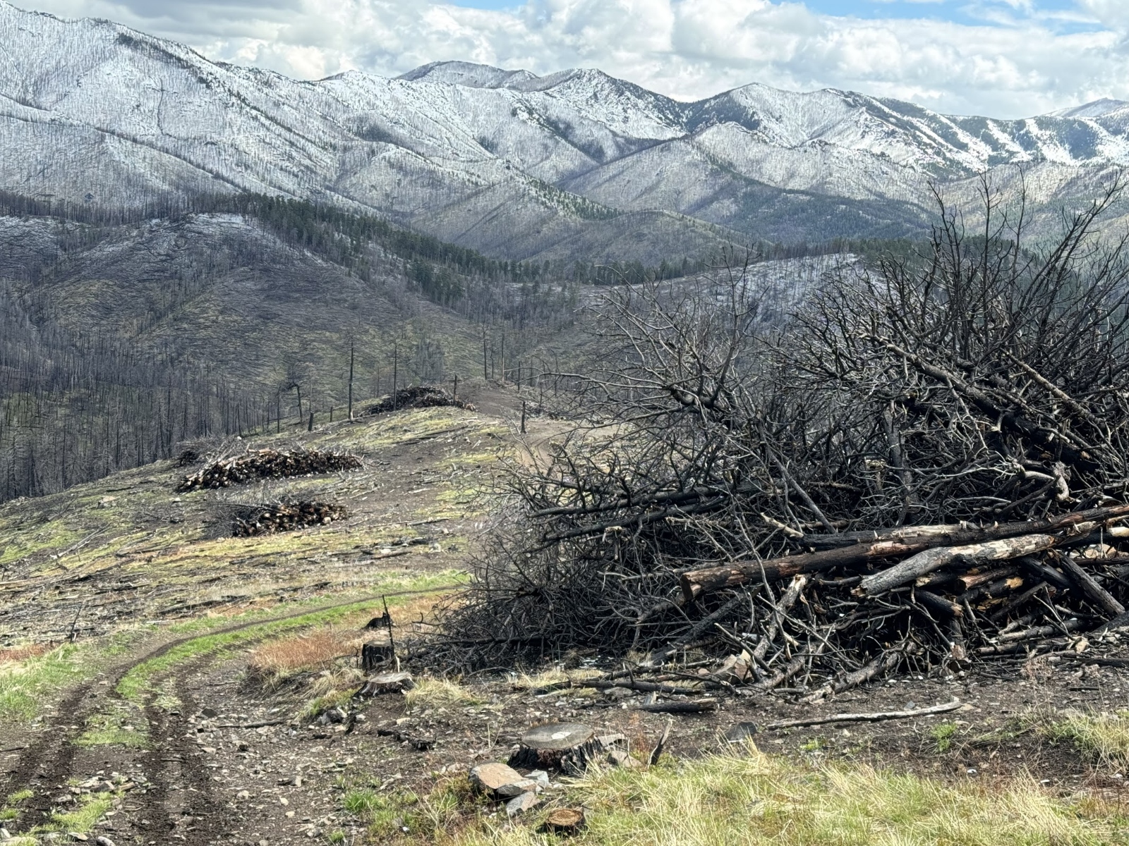 An overview of burned forest lands in Montana, with a pile of woody debris in the foreground and mountains in the background