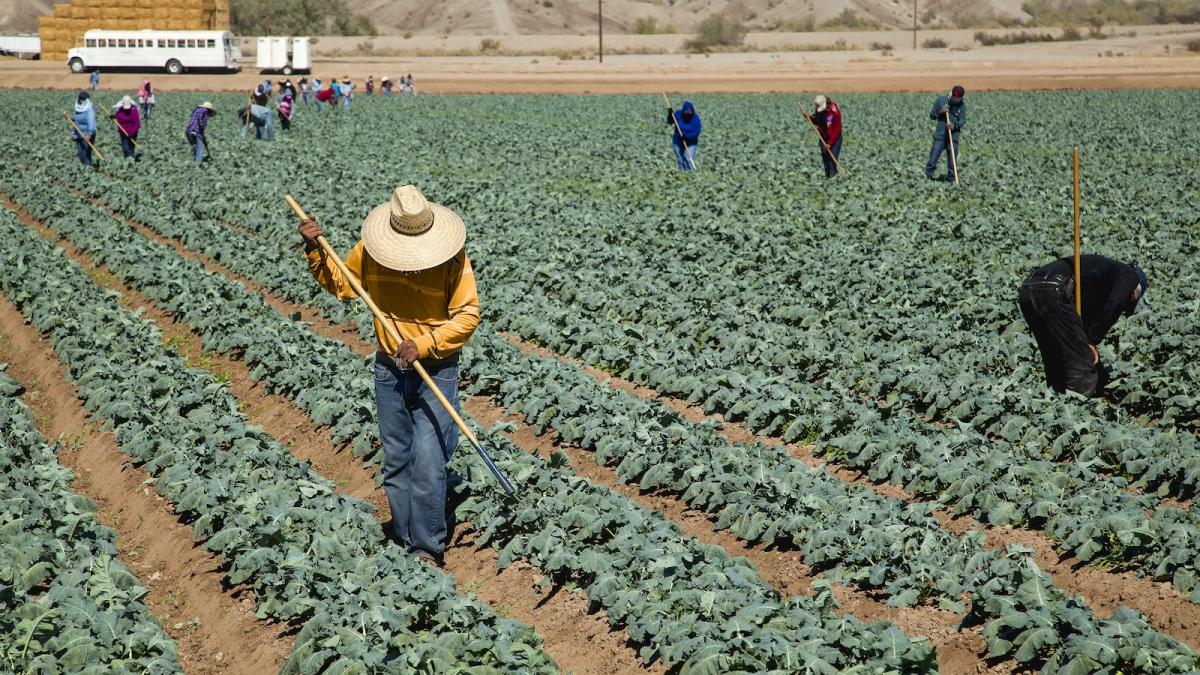 Farmers hoeing between diagonal rows of broccoli.
