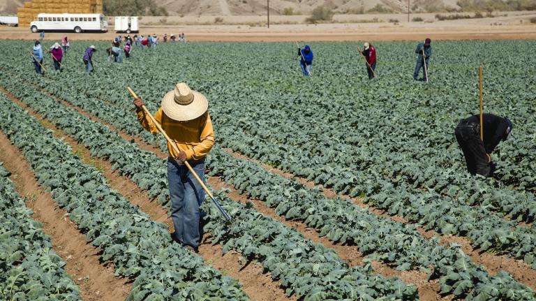 Farmers hoeing between diagonal rows of broccoli.
