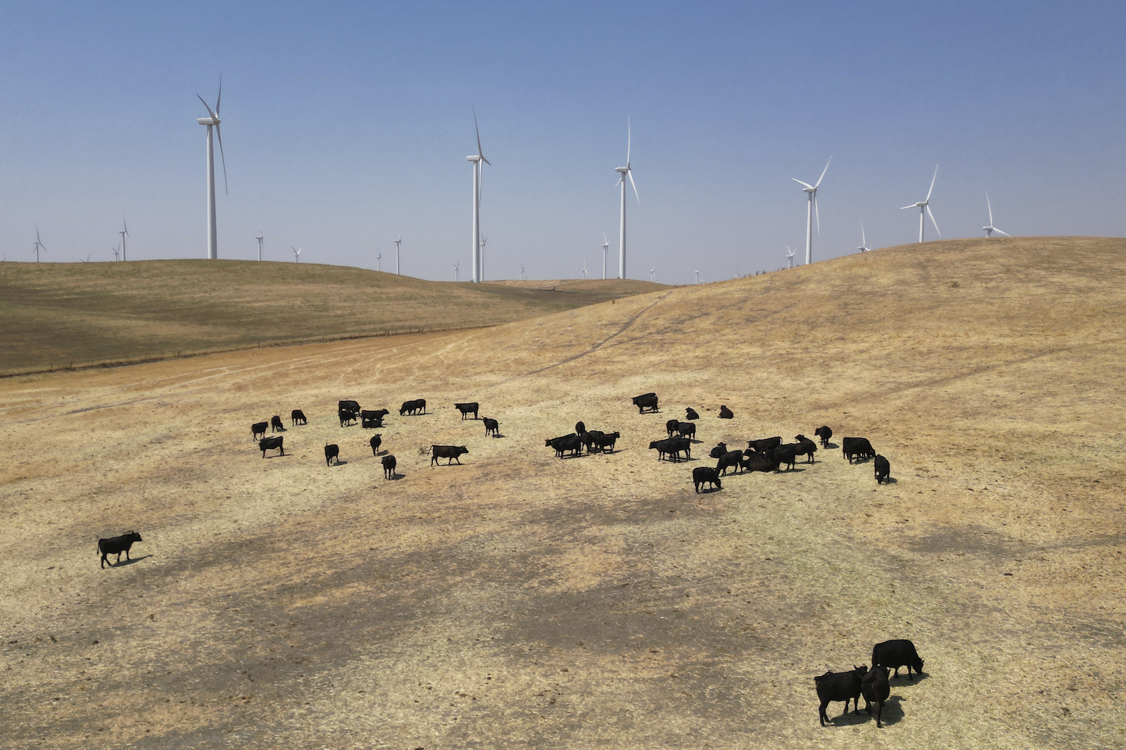 A herd of black cattle grazes on a dry hillside near wind turbines under a blue sky.