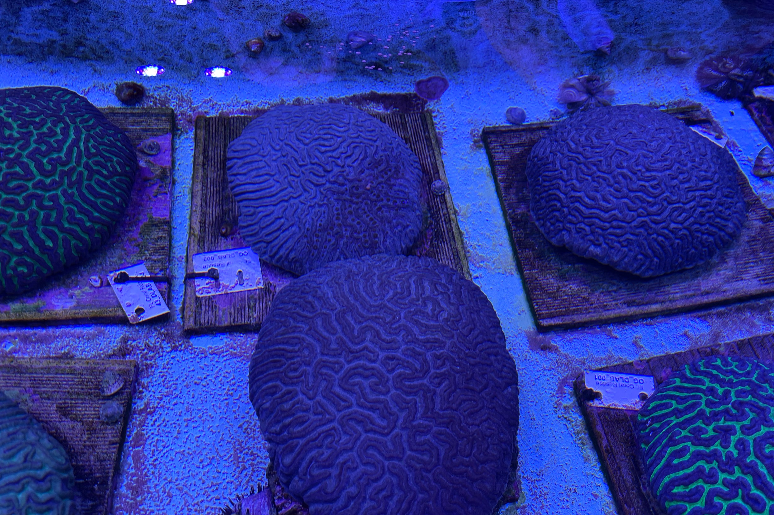 A series of brain corals in a tank, with a purplish hue.