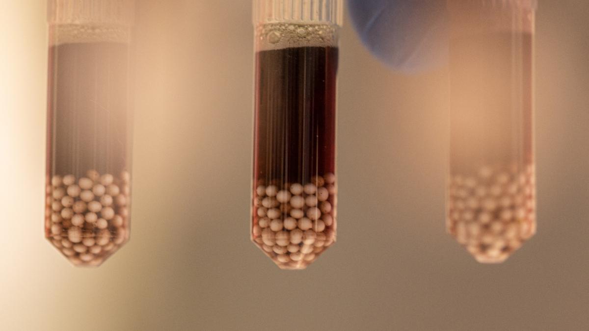 White mosquito eggs in brown liquid in three clear test tubes.