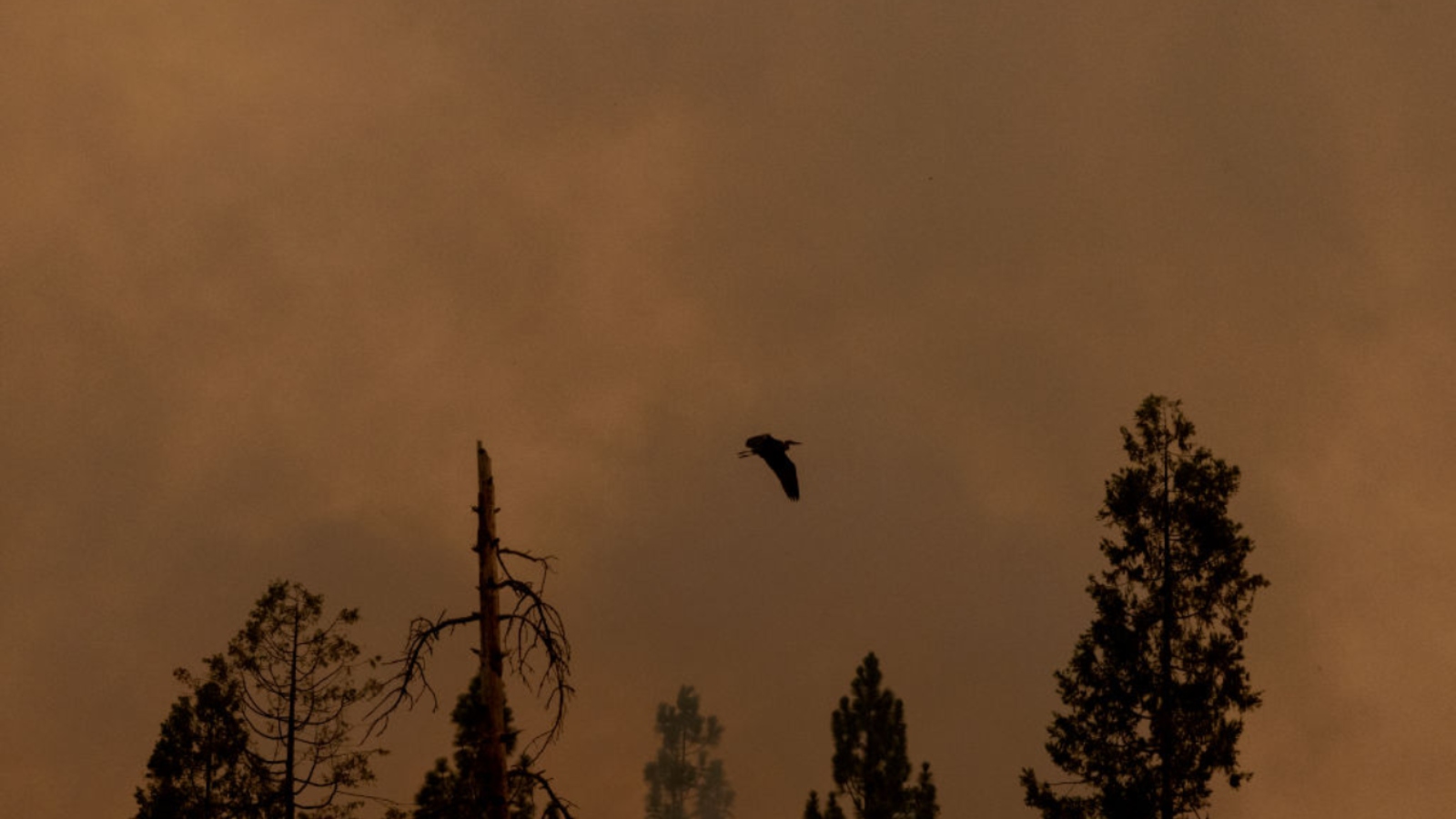 Hazy smoke with blue heron in the middle