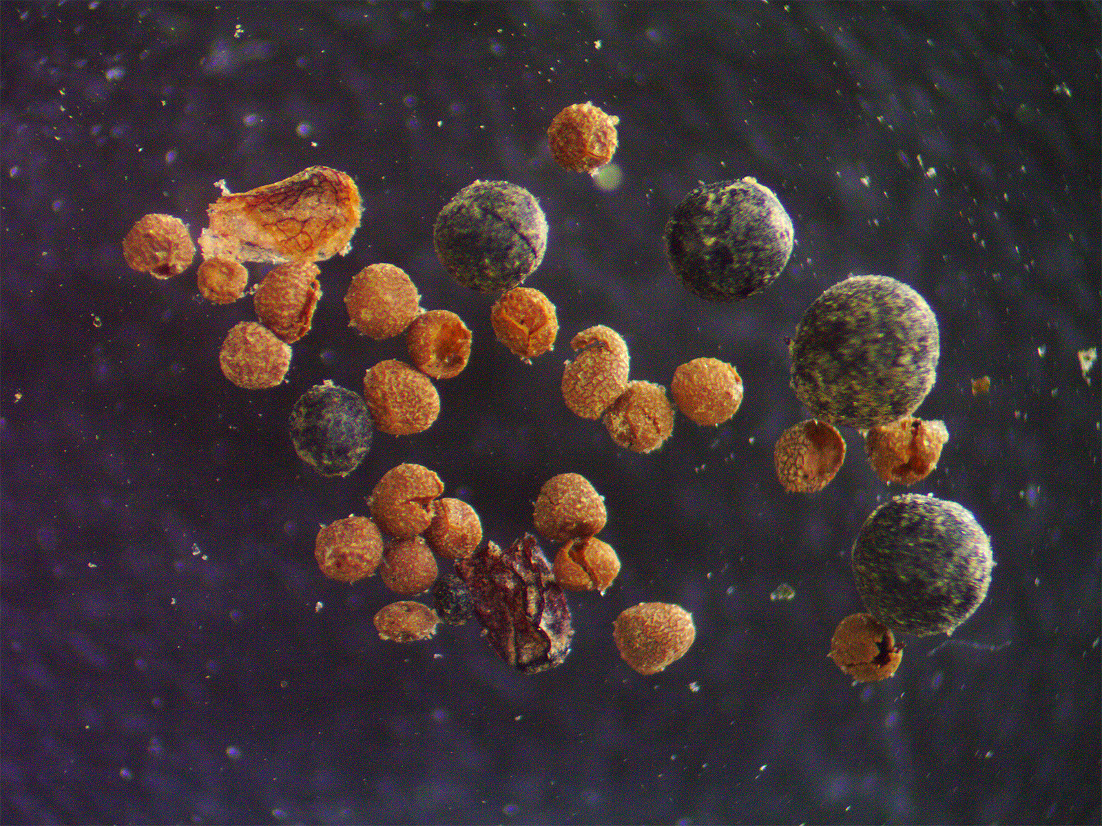 microscopic view of round particles of different shades of gray and orange