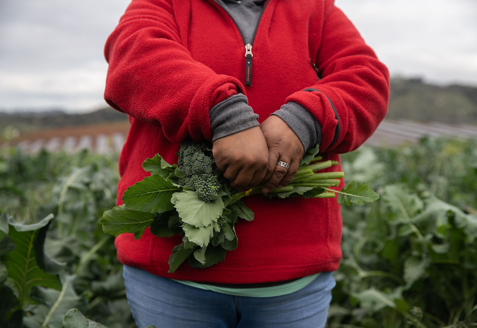 Closeup of a farmworker wearing red holding a bunch of brocoli in her hands. She is standing in a field of broccoli.