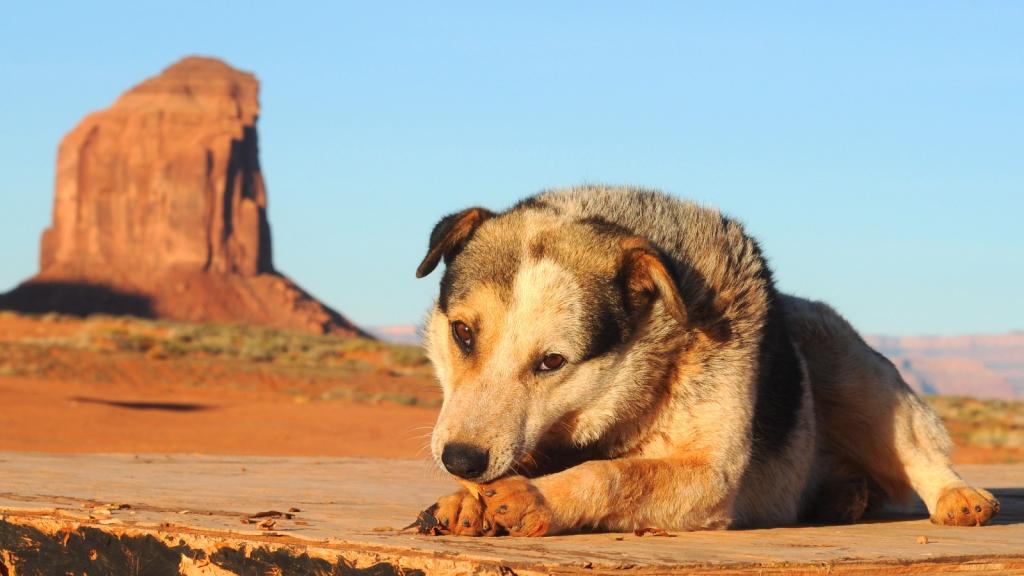 Dog in a barren desert landscape