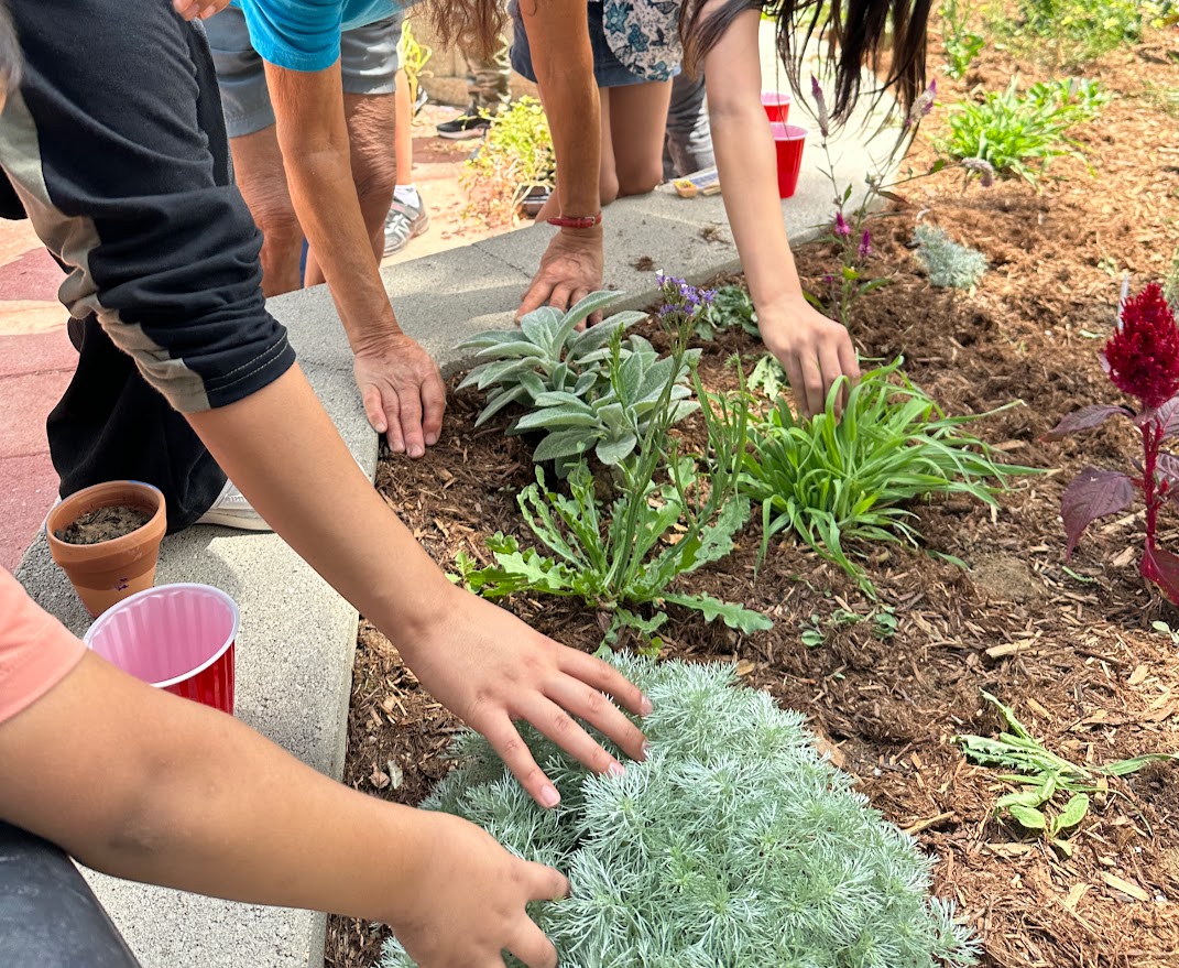 Five hands reach into a planter and touch green plants that appear to have interesting textures