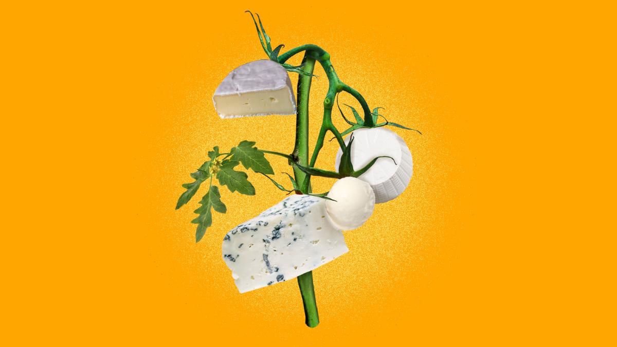 digital photo collage of a plant with different types of cheese growing on it instead of vegetables