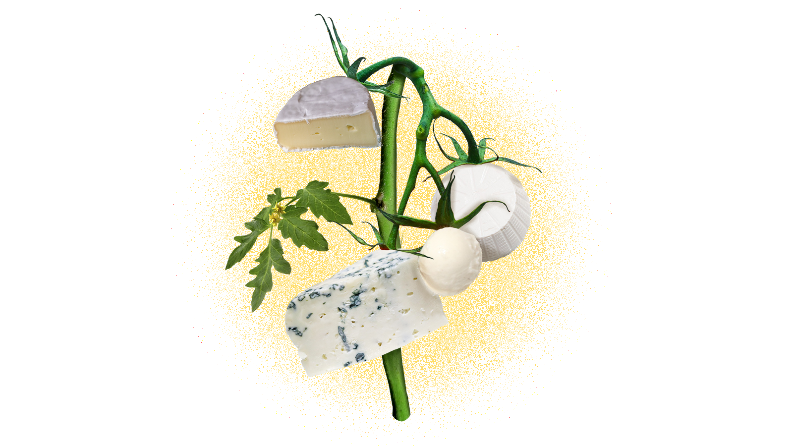 digital photo collage of a plant with different types of cheese growing on it instead of vegetables