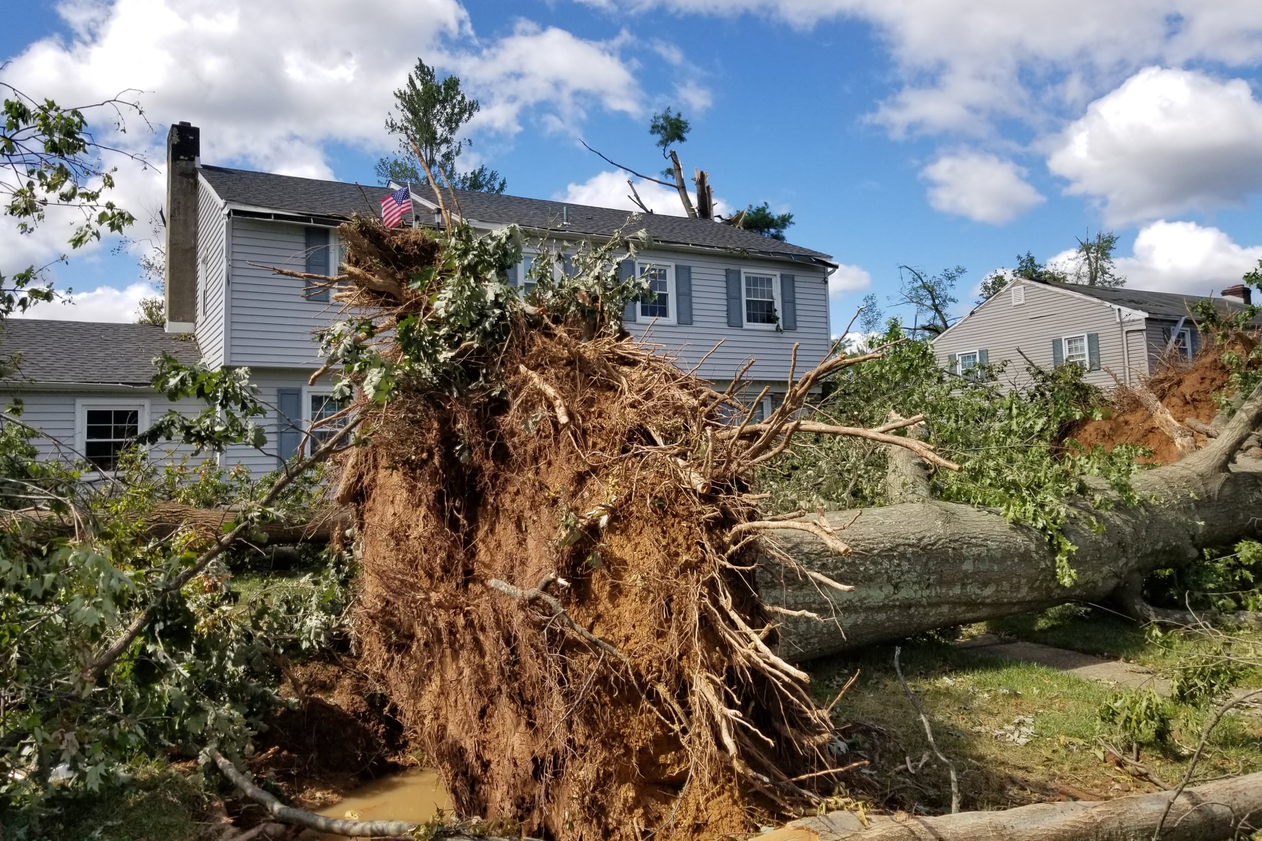 A huge tree lies on its side