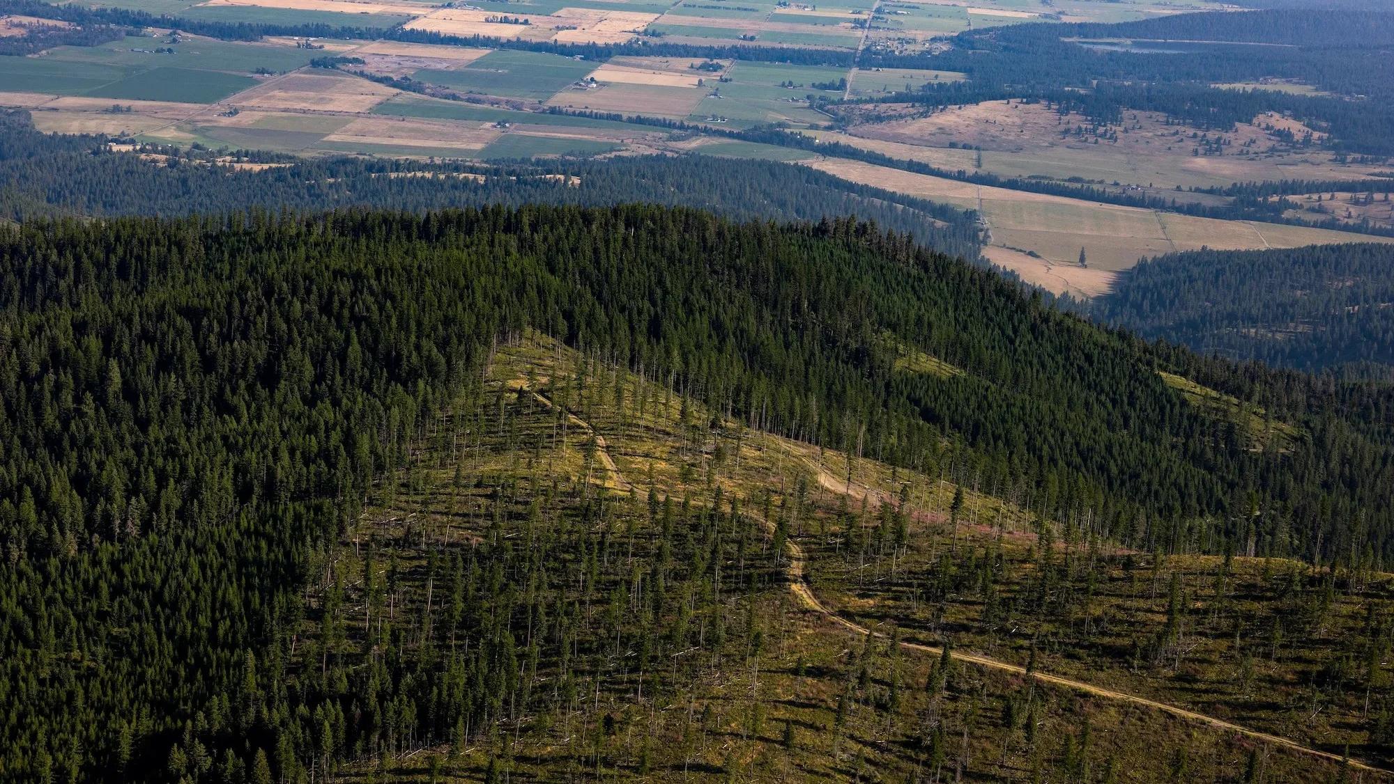 An aerial view of the corner of a recently logged state trust land parcel abutting lands managed by the Confederated Salish and Kootenai Tribes