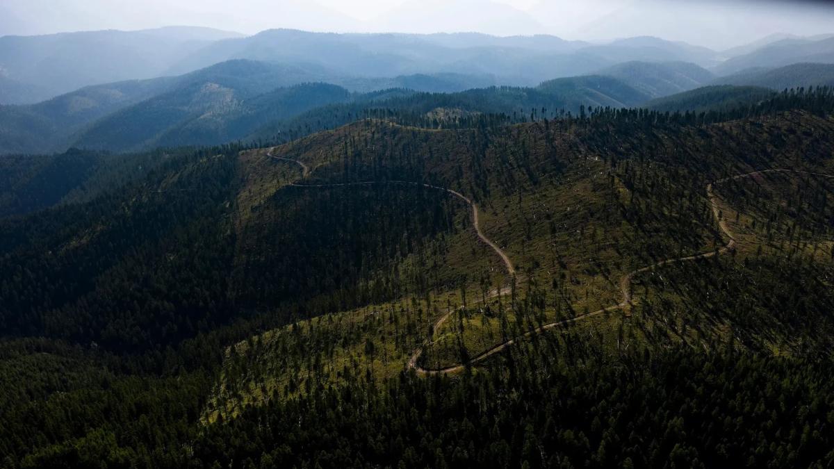 An aerial photograph of a path windy through forested land. Some trees have been cut down